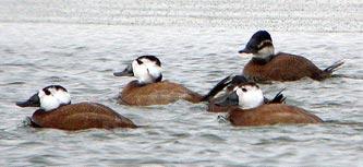 Birds of Castilla La Mancha, central Spain - White-headed Duck © John Muddeman